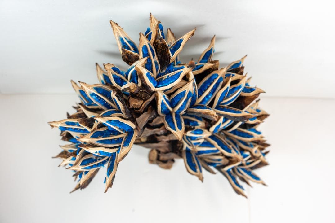 タビビトノキ 青い種 4 旅人の木 オオギバショウ 丸ごと 種子