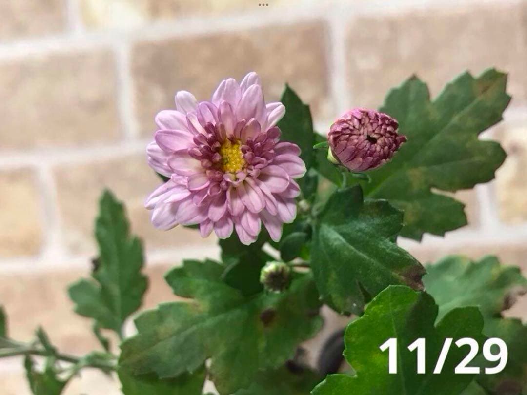 ピンク系小菊　秋咲き