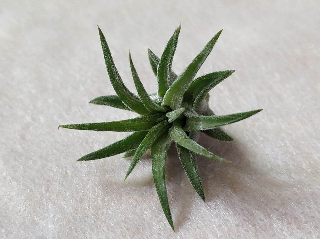 フラワー・ガーデニング Tillandsia ionantha Mexican zebra