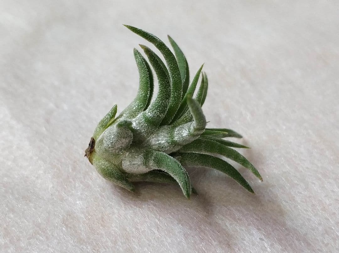 フラワー・ガーデニング Tillandsia ionantha Mexican zebra