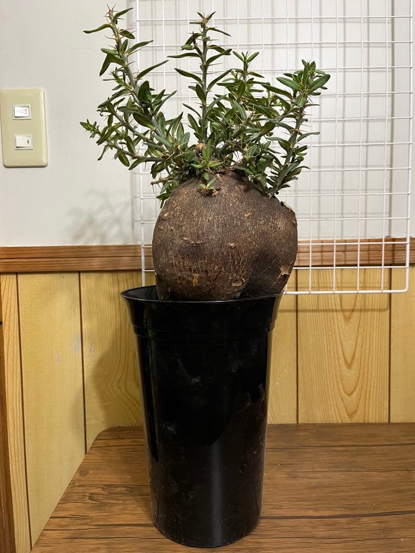 塊根植物・コーデックス ZAMMY