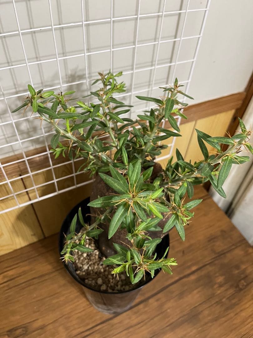 塊根植物・コーデックス ZAMMY