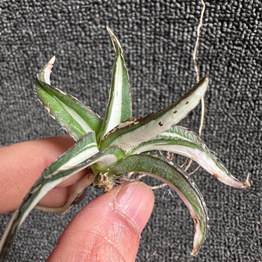 苦*虫様 2009アガベ チタノタ 丸叶氷山錦 白中斑 極上中小株 5株セット