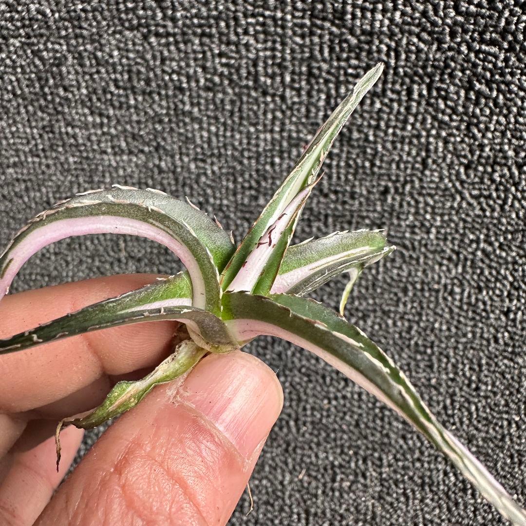 苦*虫様 2009アガベ チタノタ 丸叶氷山錦 白中斑 極上中小株 5株セット