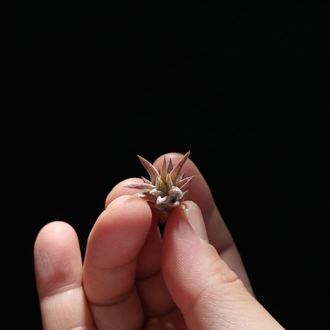 う*ー様 Tillandsia van-hyningii Minor ➁