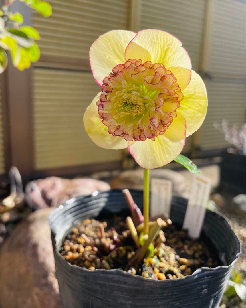 ⭐︎写真更新⭐︎クリスマスローズ苗　モーリー　加藤農園