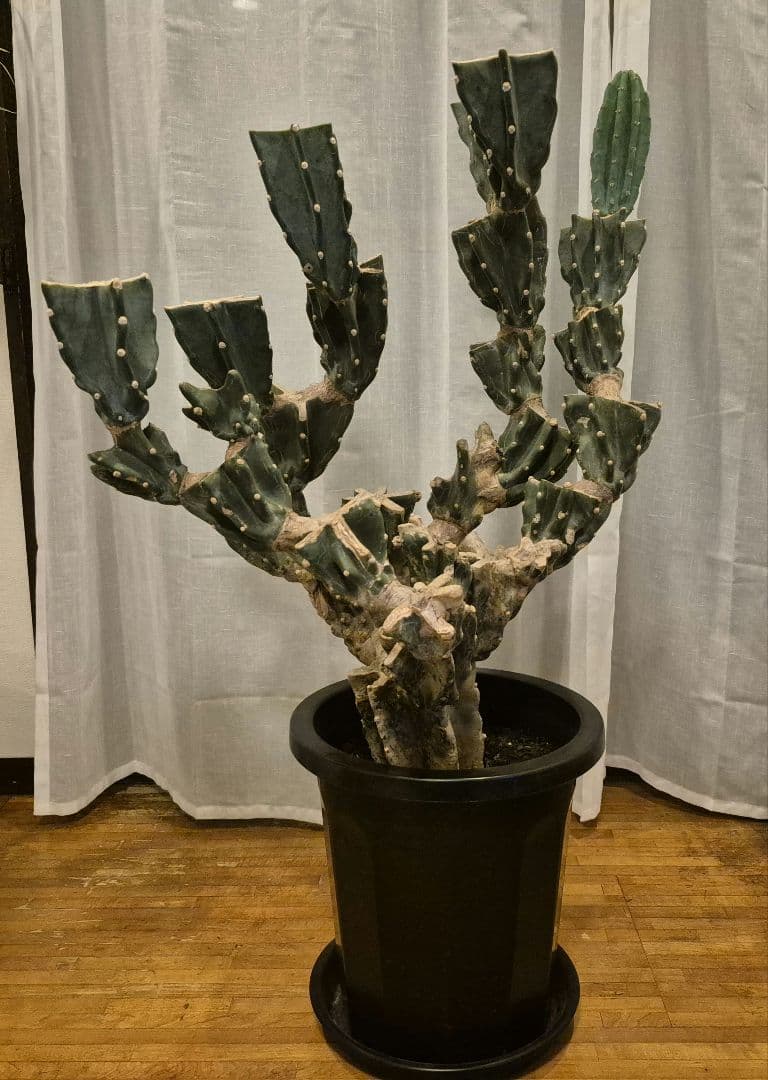 柱サボテン ブランチ 古木仕立て ハシラサボテン　鬼面角　キメンカク　10号鉢