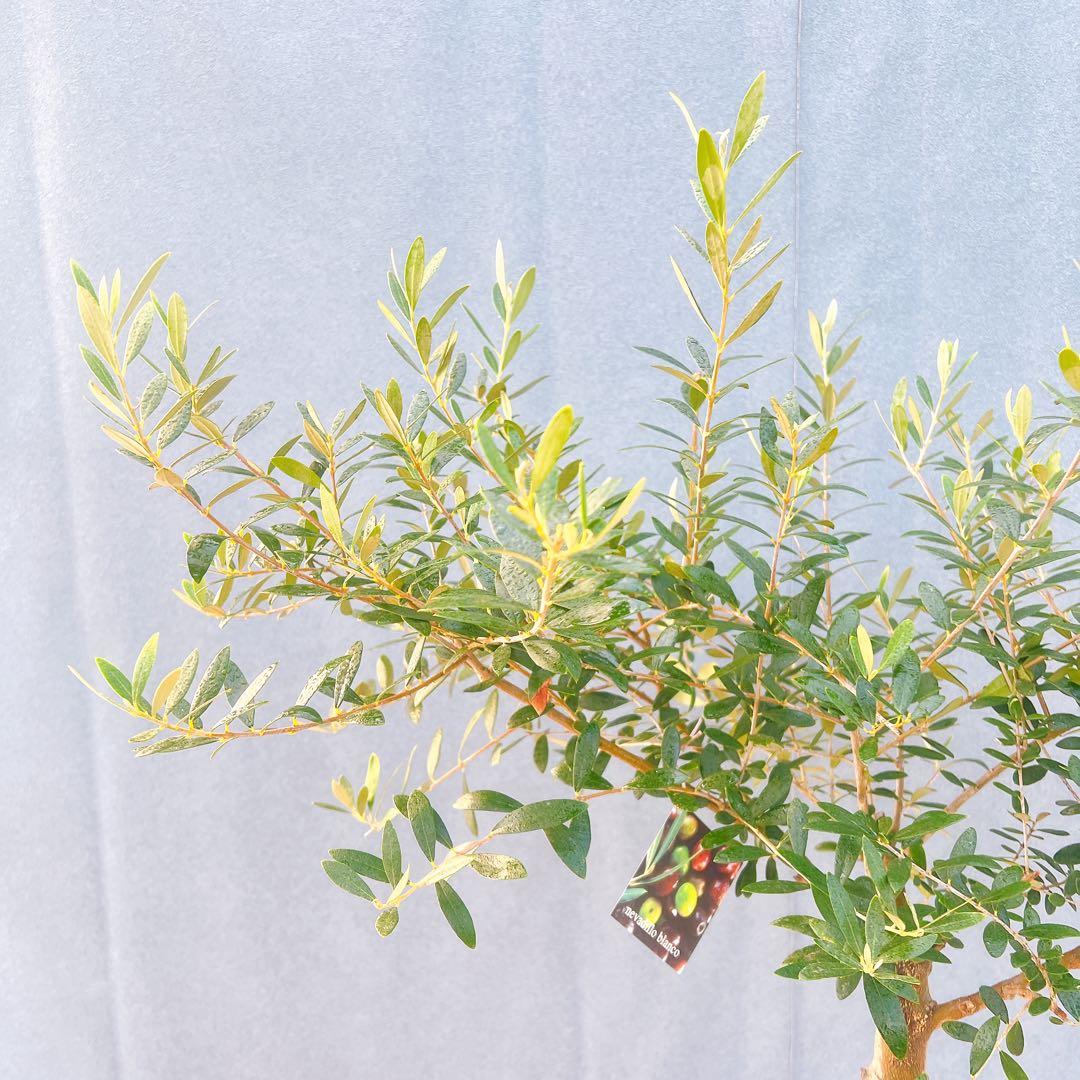 現品　創樹　オリーブの木　オリーブ　ネバディロブランコ　7　観葉植物　souju