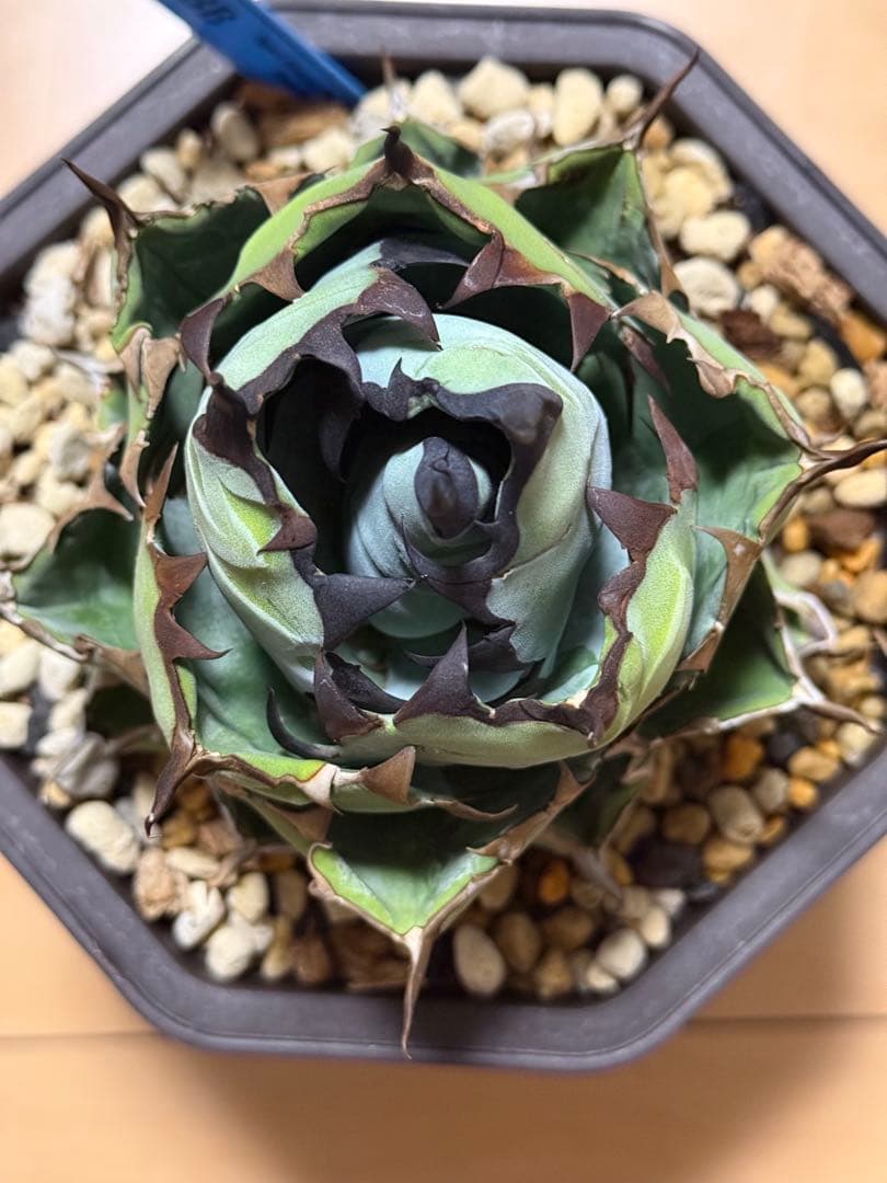 アガベ　チタノタ　ブラックアンドブルー　発根済み