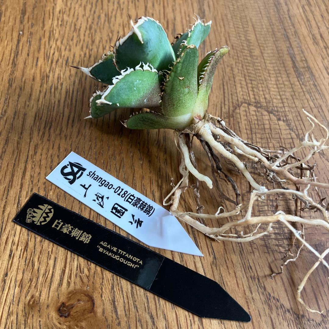 赤*バ様 【初売りオークション】107 根付き　美株　アガベ　白豪刺錦　TC 覆