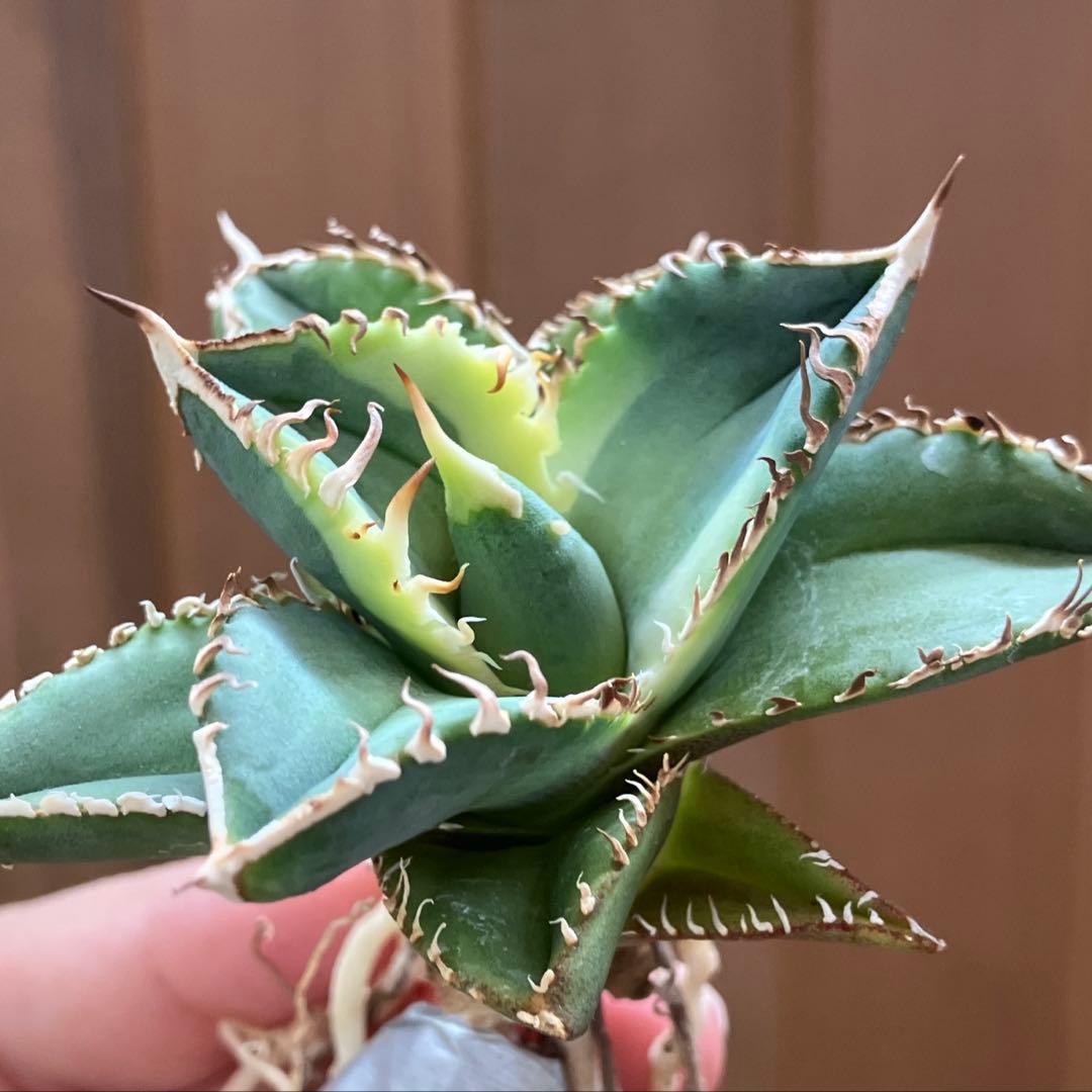 赤*バ様 【初売りオークション】107 根付き　美株　アガベ　白豪刺錦　TC 覆