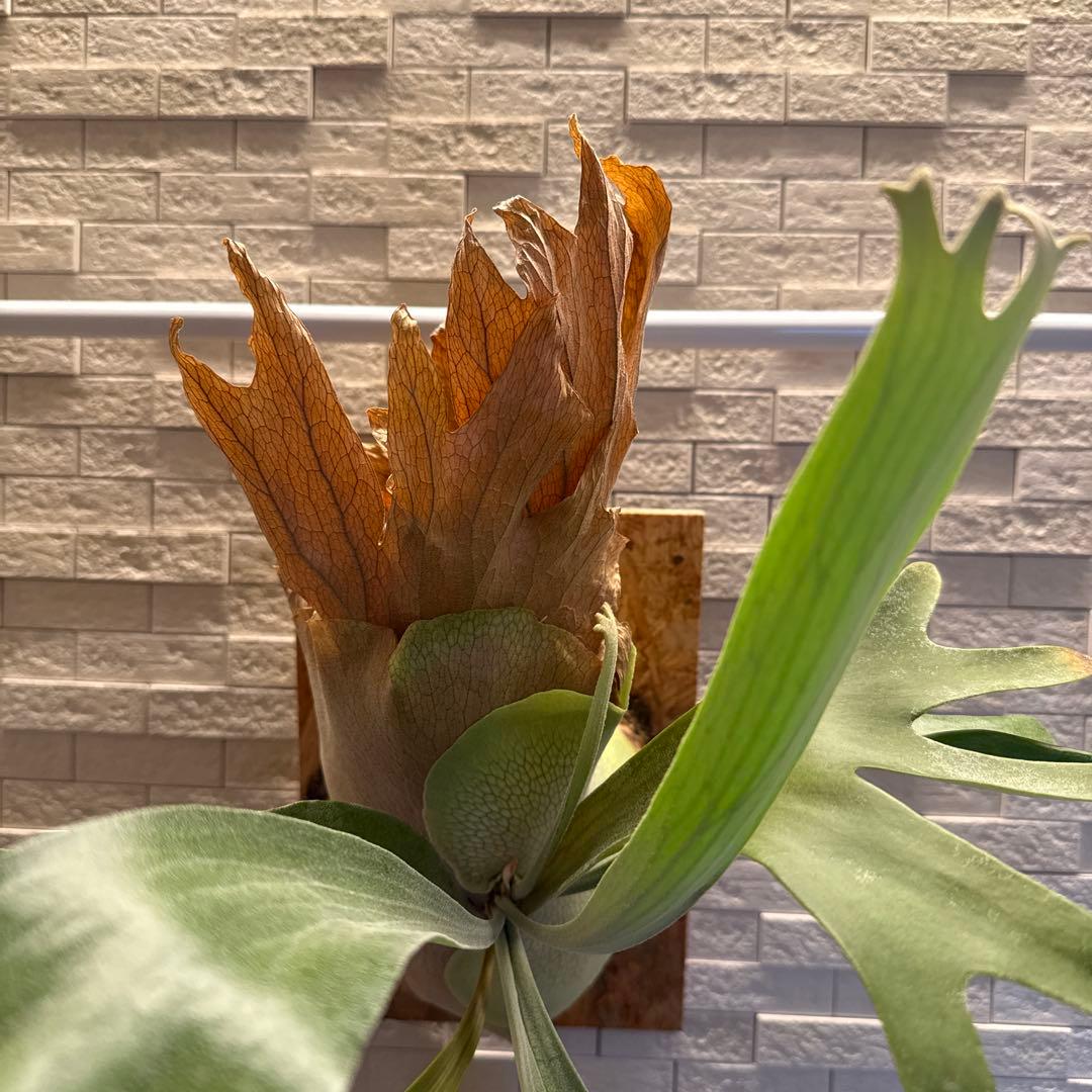 ビカクシダ　P.ペガサス