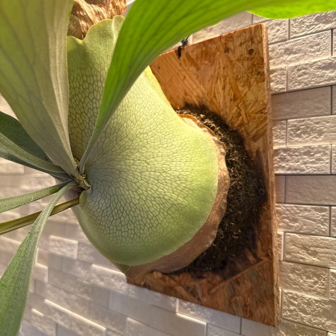 ビカクシダ　P.ペガサス