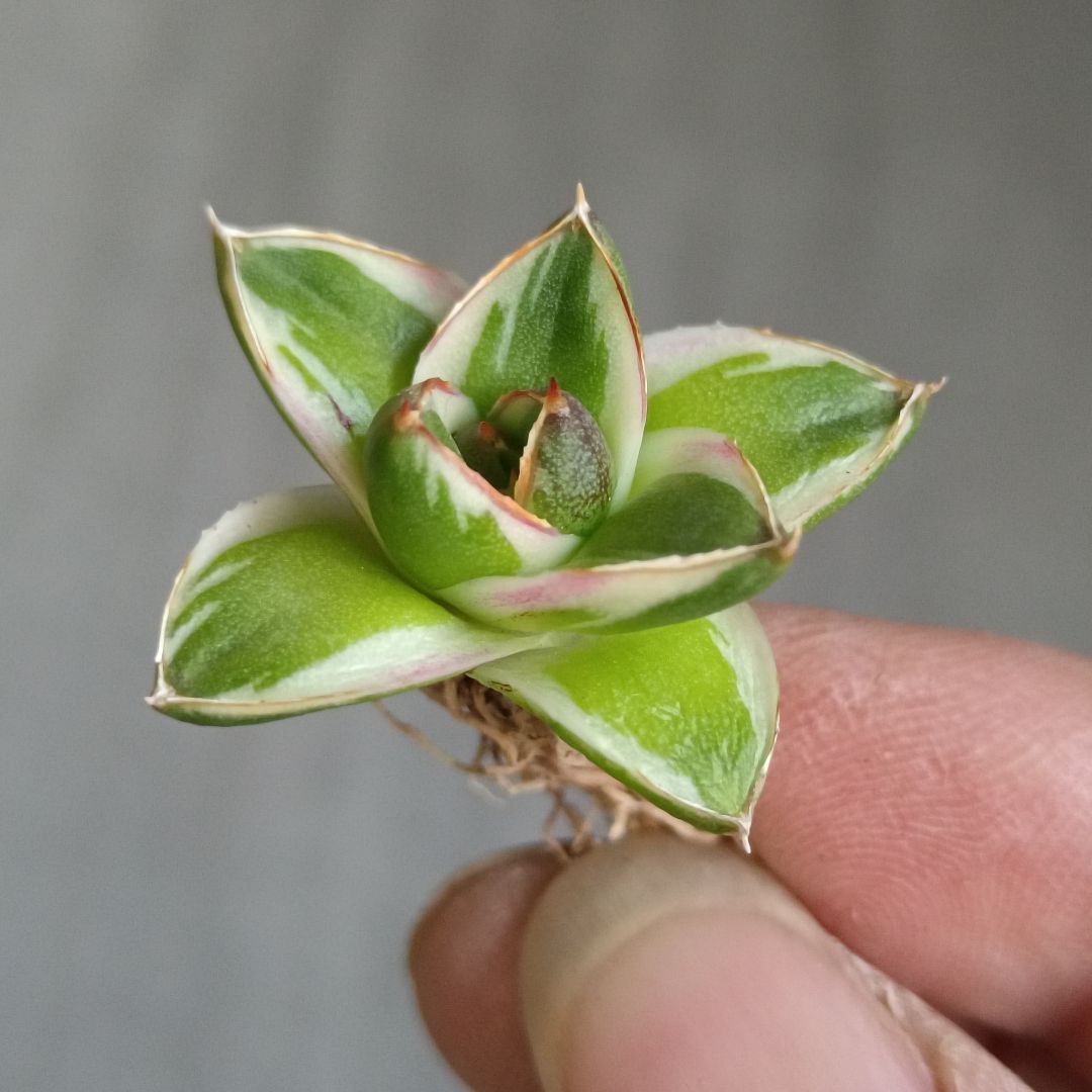 A271 多肉植物 アガベ ピンキー 王妃笹の雪A型 白覆輪斑 精選極上美