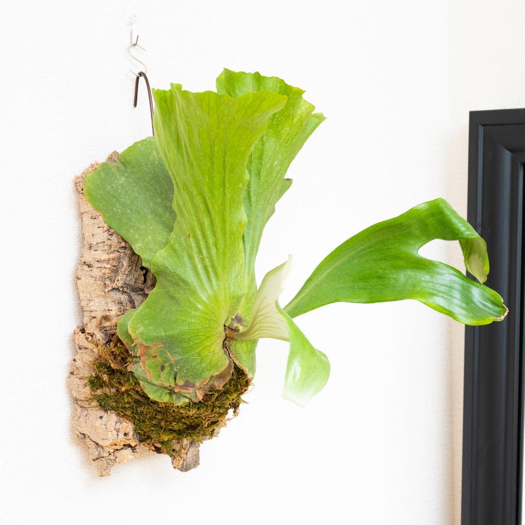 ビカクシダ　ステマリア　コルク付け　大サイズ5