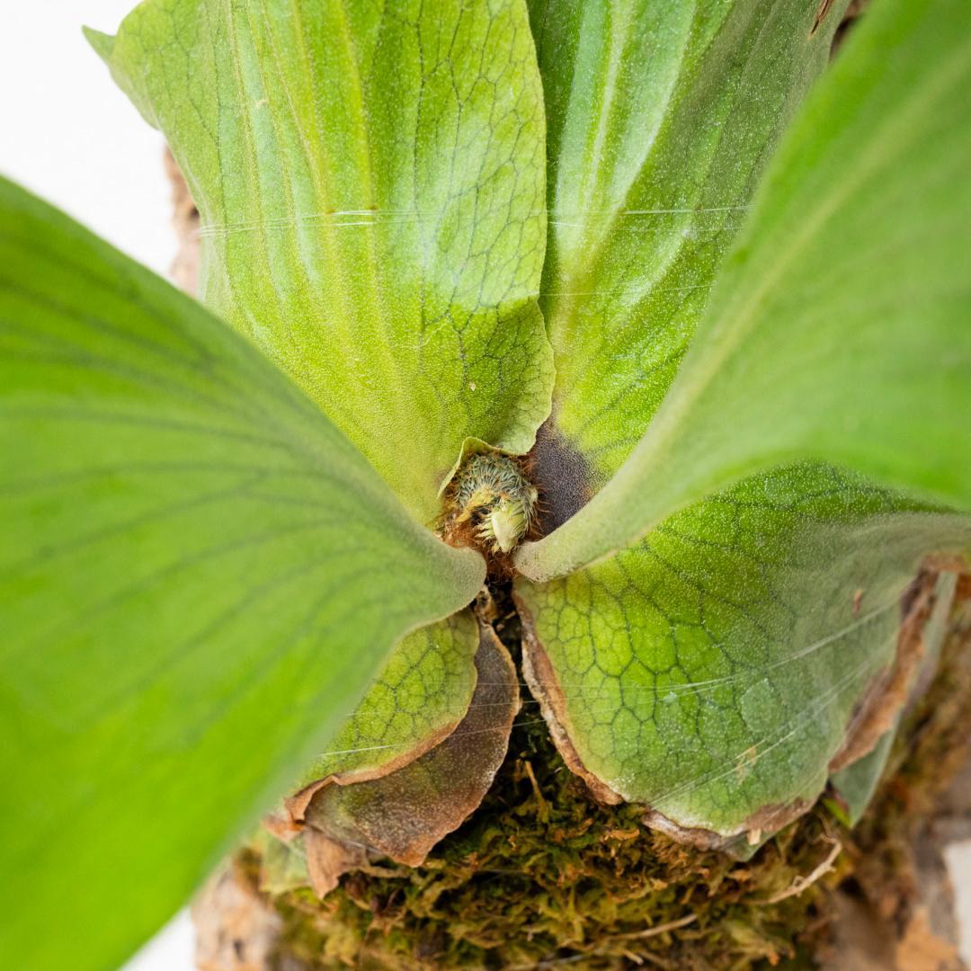 ビカクシダ　ステマリア　コルク付け　大サイズ5