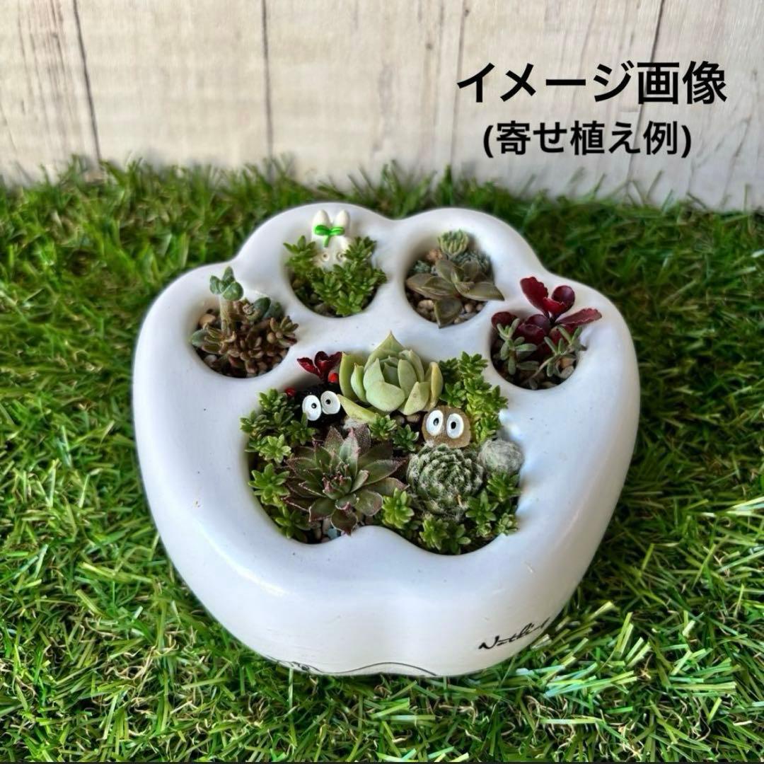 肉球型　モルタル鉢　ブラック　単品