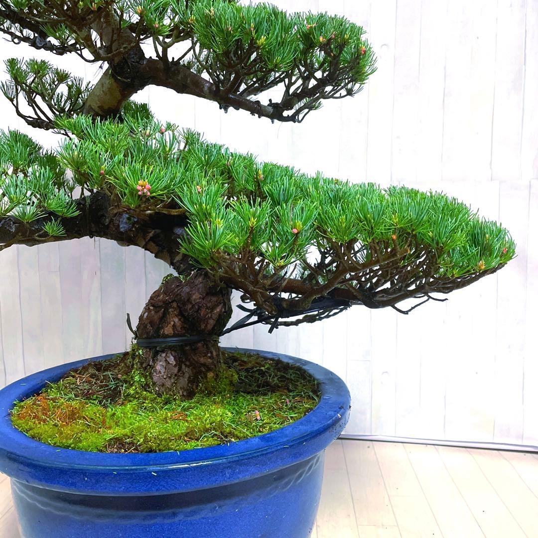 じ*ぱ様 銀八房五葉松『盆栽』樹齢推定40年以上。全長100㎝。