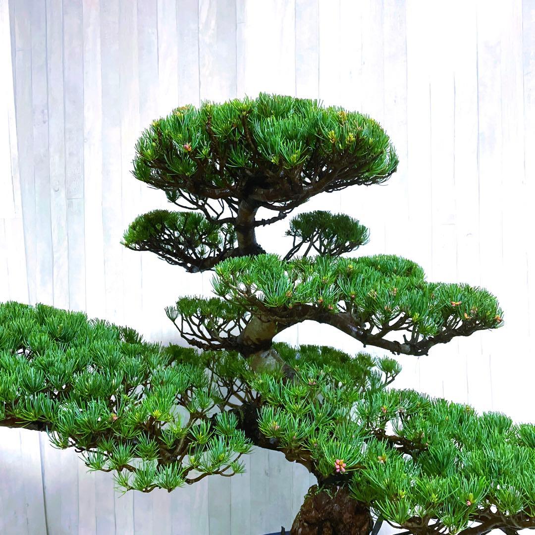 じ*ぱ様 銀八房五葉松『盆栽』樹齢推定40年以上。全長100㎝。