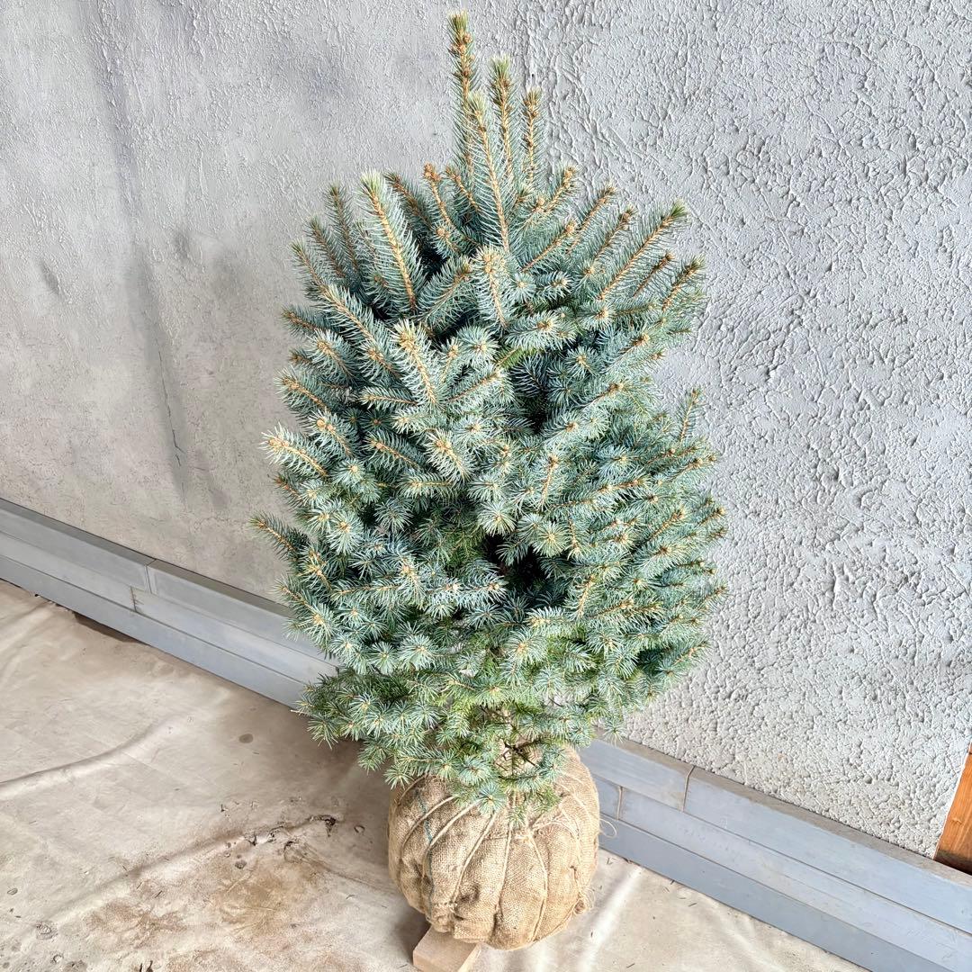 ブンゲンストウヒ　スーパーブルー　特大苗木最高等級極上品‼️　希少品種