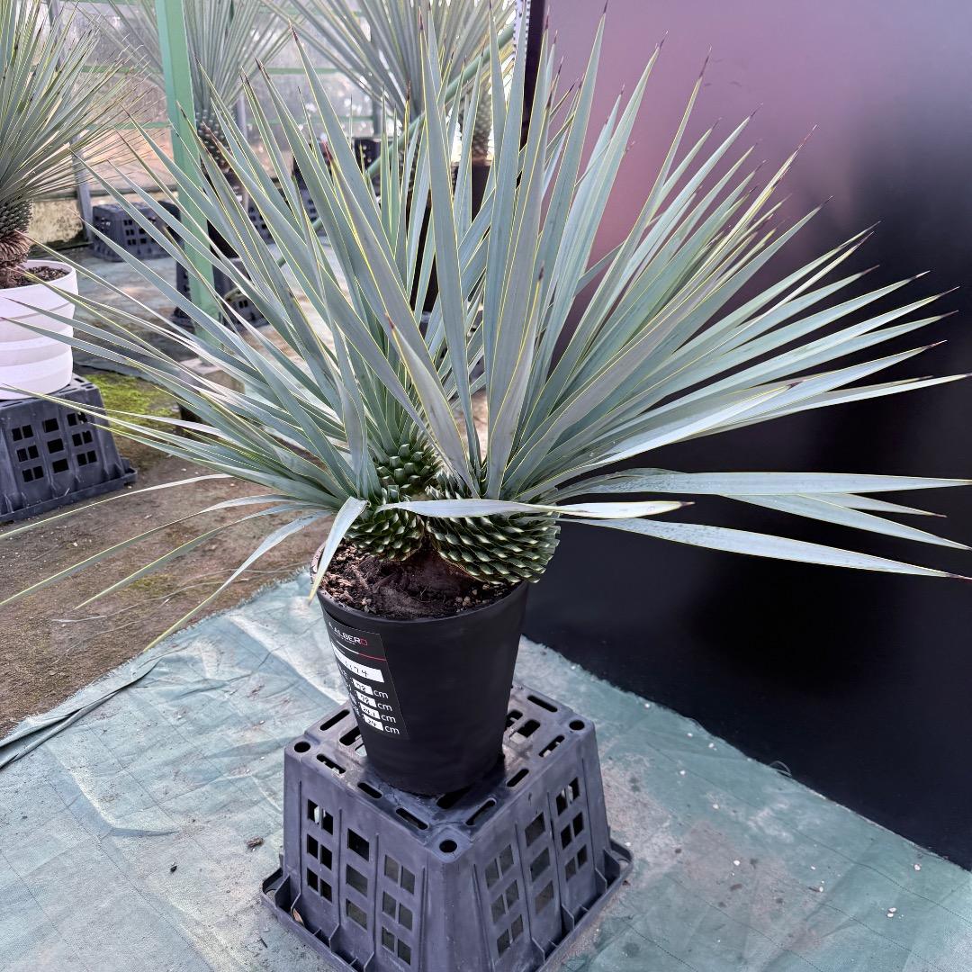 【AL1174】ユッカ　ロストラータ　トリプルヘッド