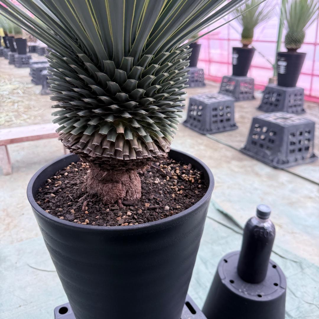 【AL1023】ユッカ　ロストラータ