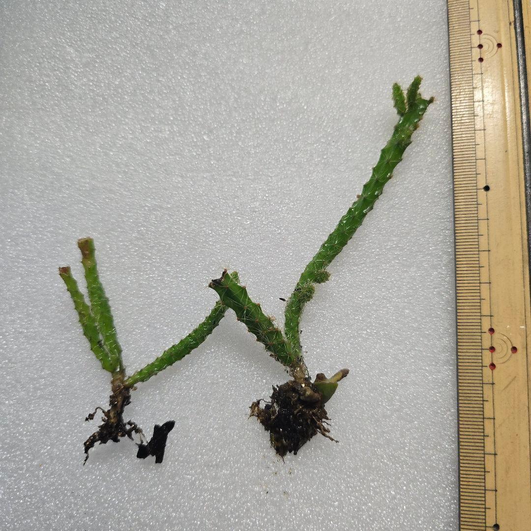 CocoDory様 孔雀サボテン 抜き苗