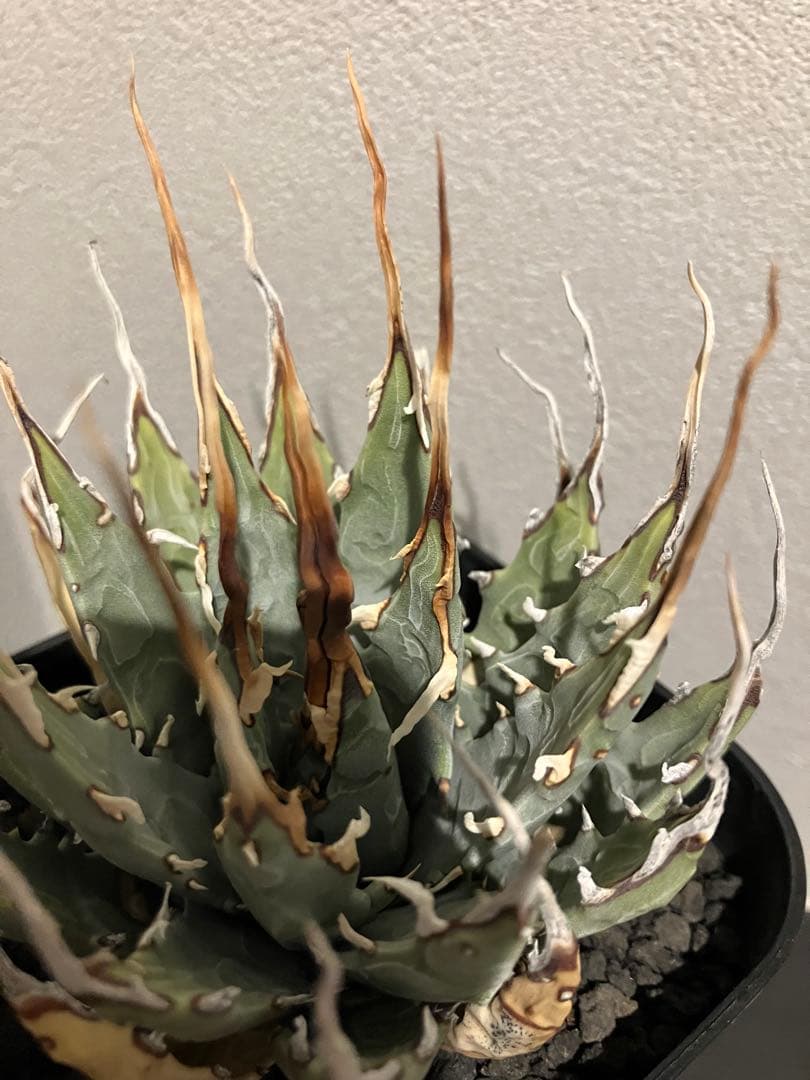 アガベ　エボリスピナ　陽炎　発根済み