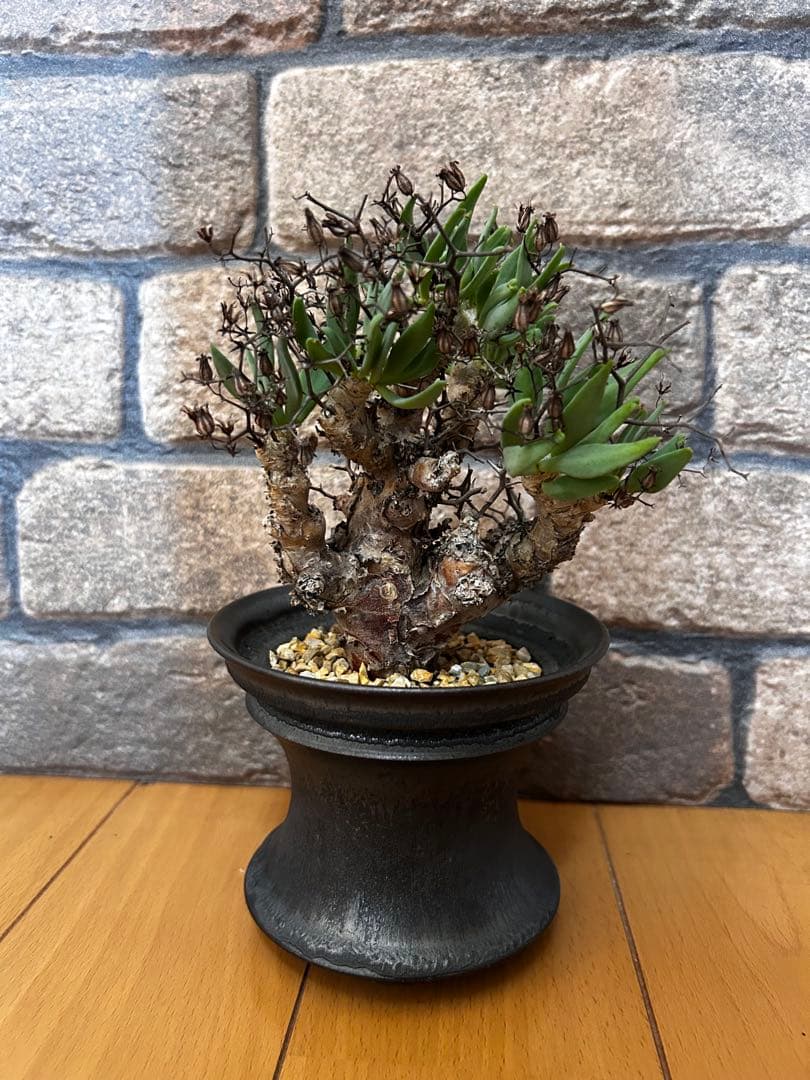 現地株 チレコドン レティキュラータス 万物想　渋谷英一作家鉢付き