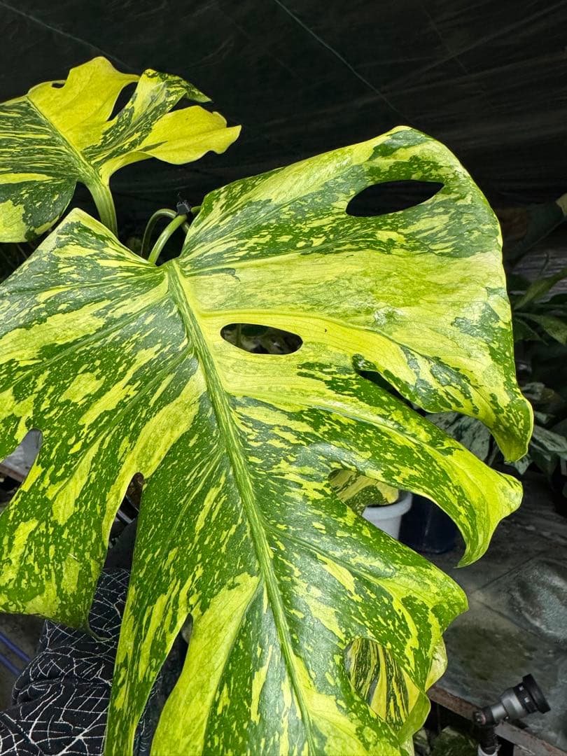 モンステラ　デリシオーサ　エレクトロライト　美斑入り