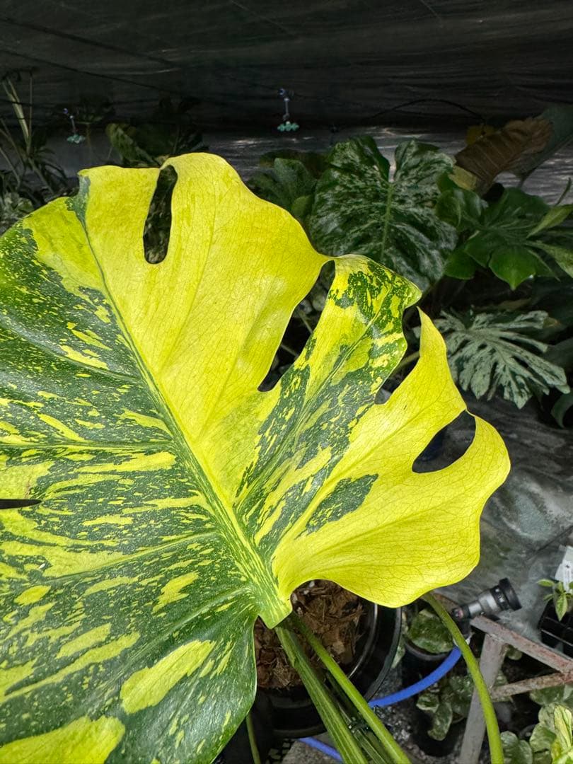 モンステラ　デリシオーサ　エレクトロライト　美斑入り