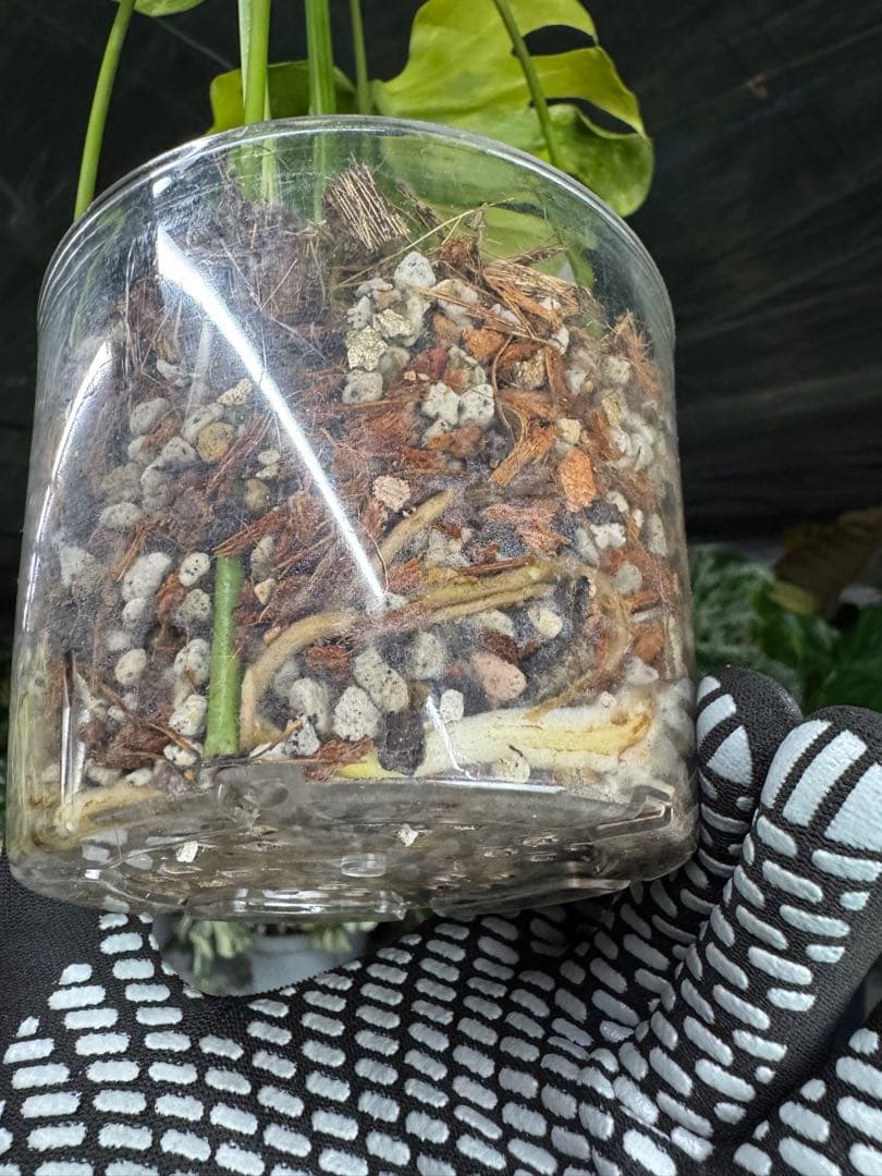 モンステラ　デリシオーサ　エレクトロライト　美斑入り