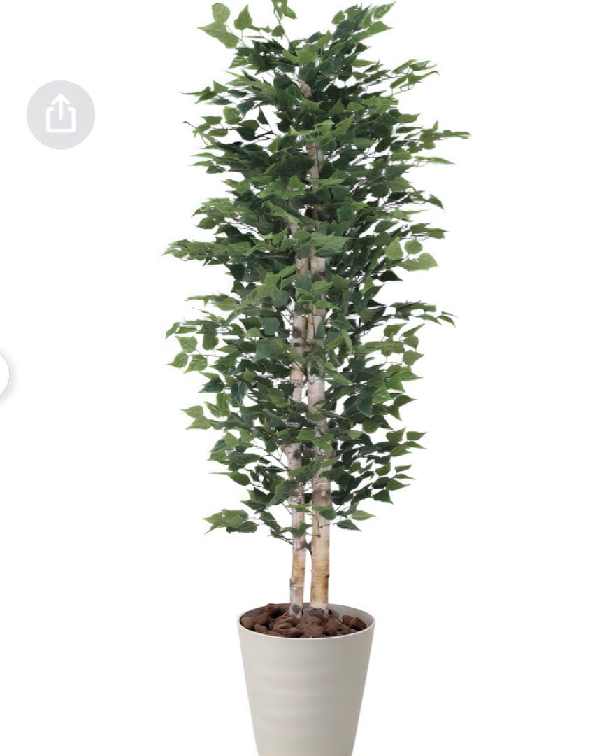 光触媒　人工観葉植物　ウォールグリーン　フェイクグリーン　白樺