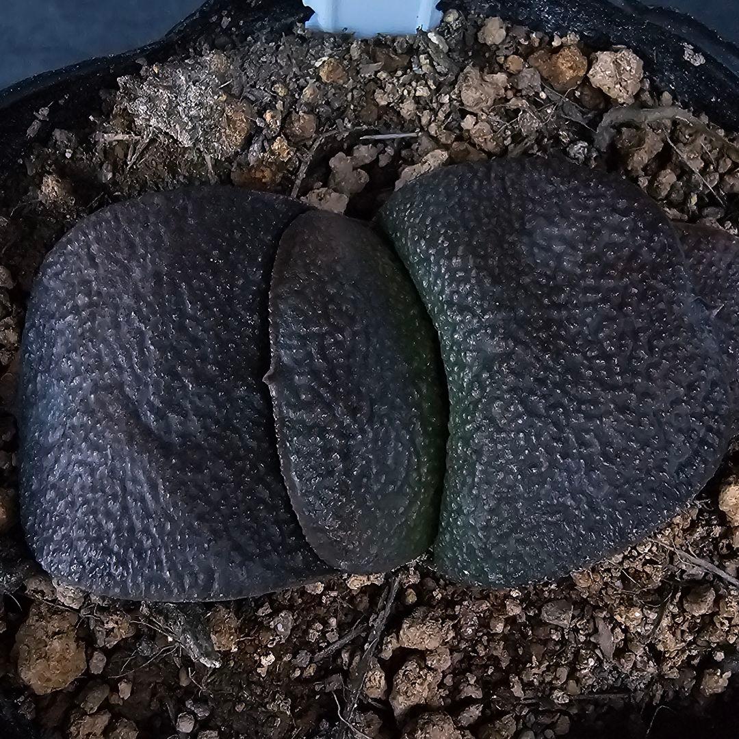 メルカリ便発送&ロウルサンコさんラベル付き☆多肉植物 ガステリア 臥牛 王頭