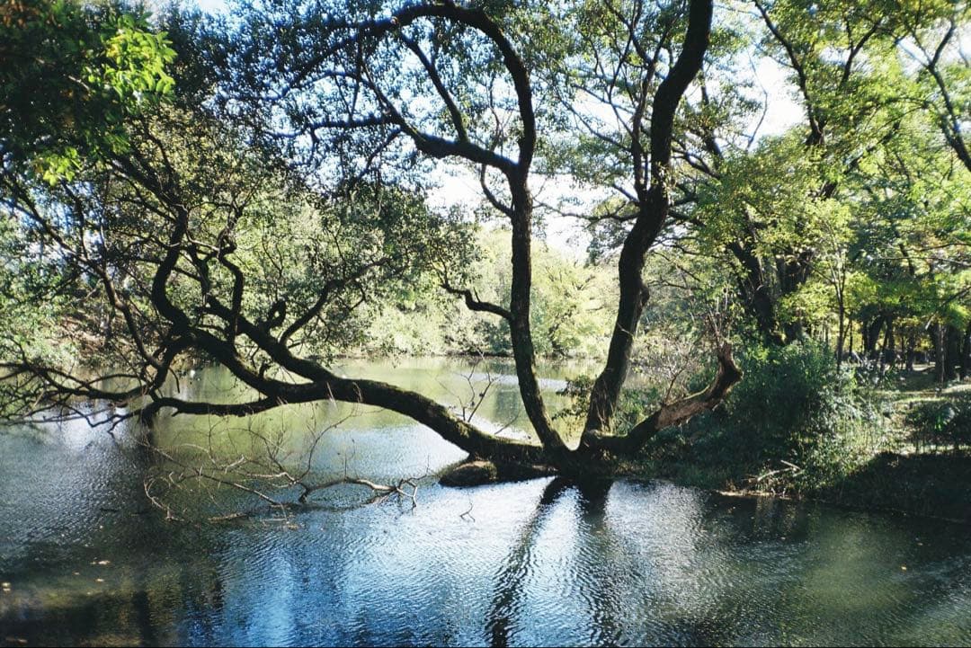 【超希少オリーブカラー】Konica 現場監督35 日付機能付　コンパクトカメラ