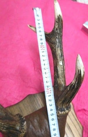 鹿の角　壁掛け