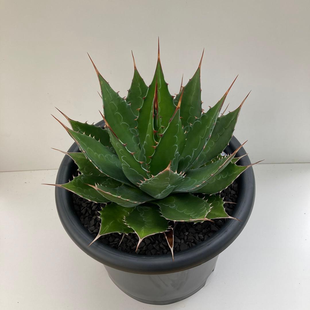 アガベ　モンタナ　特大