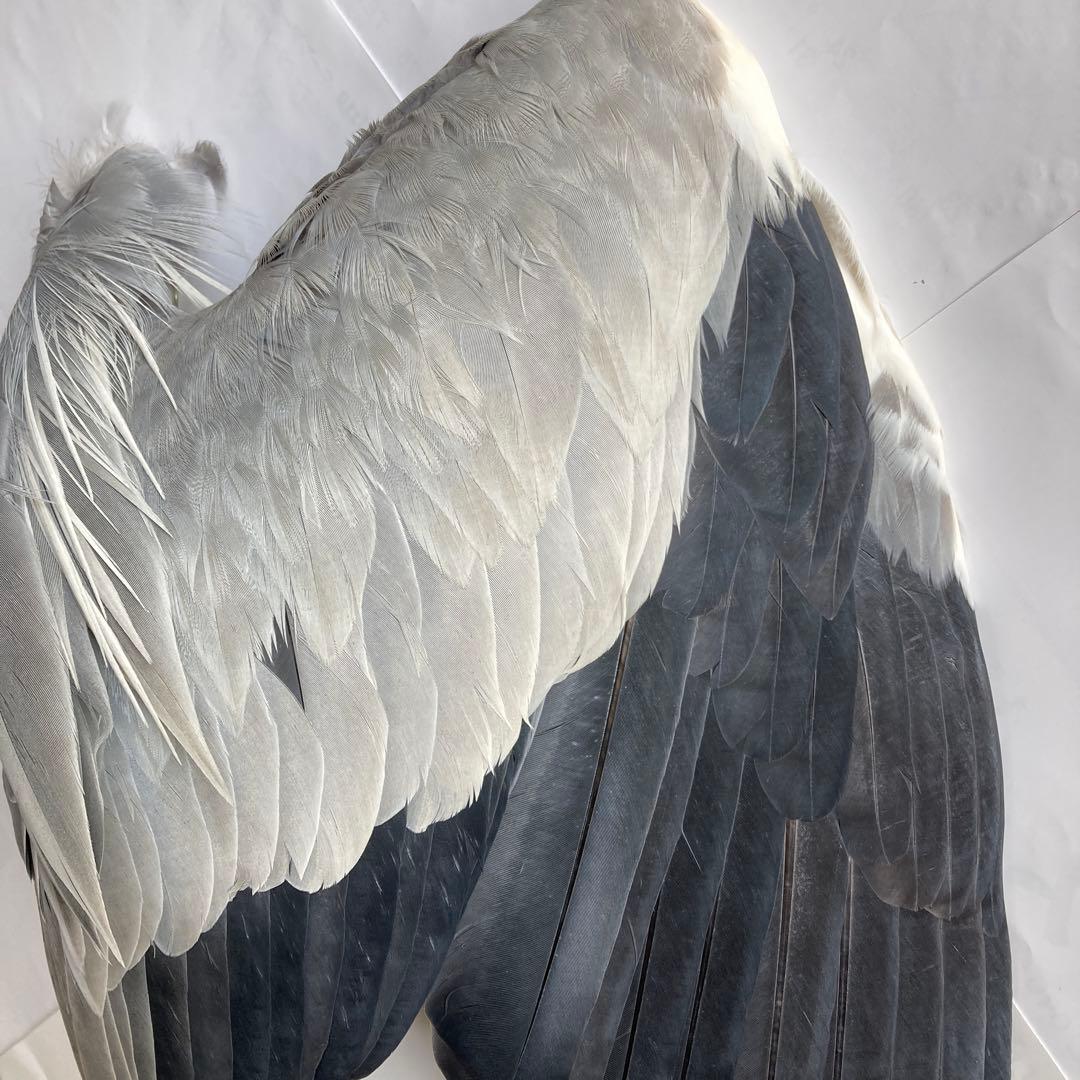 アオサギの翼標本と尾標本　鳥の羽根