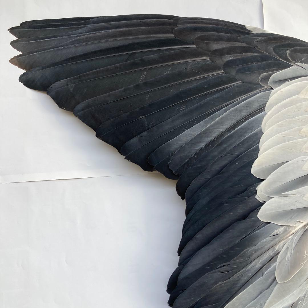 アオサギの翼標本と尾標本　鳥の羽根