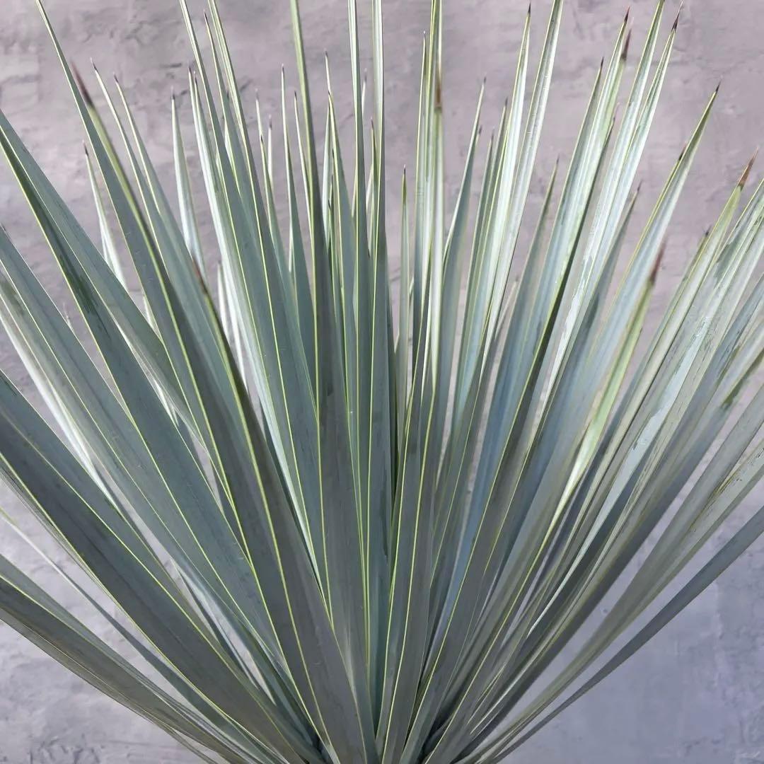 ユッカ ロストラータ　選抜品種　【サファイアスカイズ】陶器鉢　植え込み発送