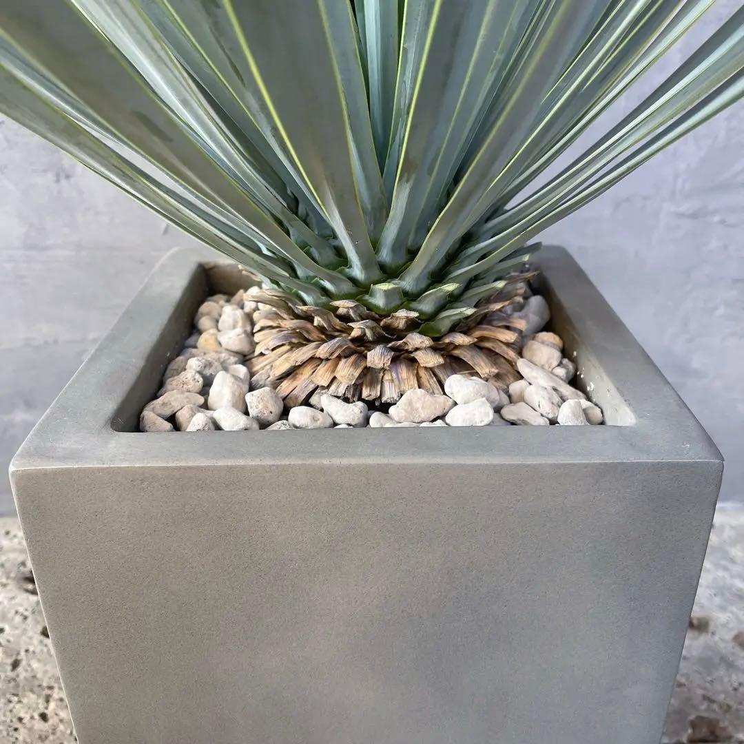 ユッカ ロストラータ　選抜品種　【サファイアスカイズ】陶器鉢　植え込み発送