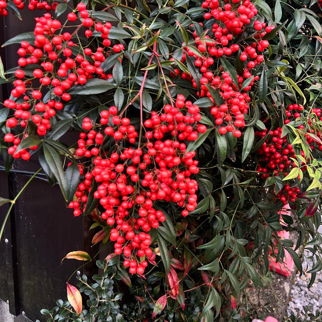 Mammyさま専用 超特大一対 門松 ハンドメイド 自然栽培