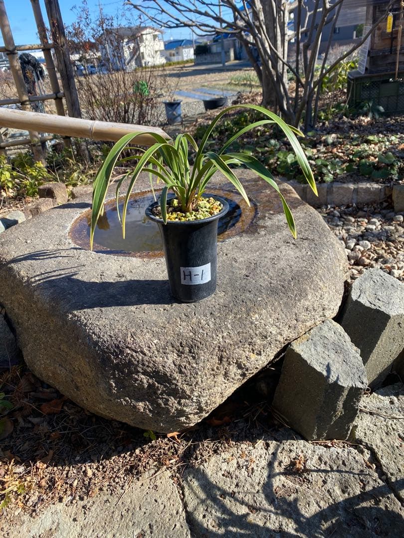 花芽付きキンリョウヘン 日本蜜蜂の蜜蝋サービス