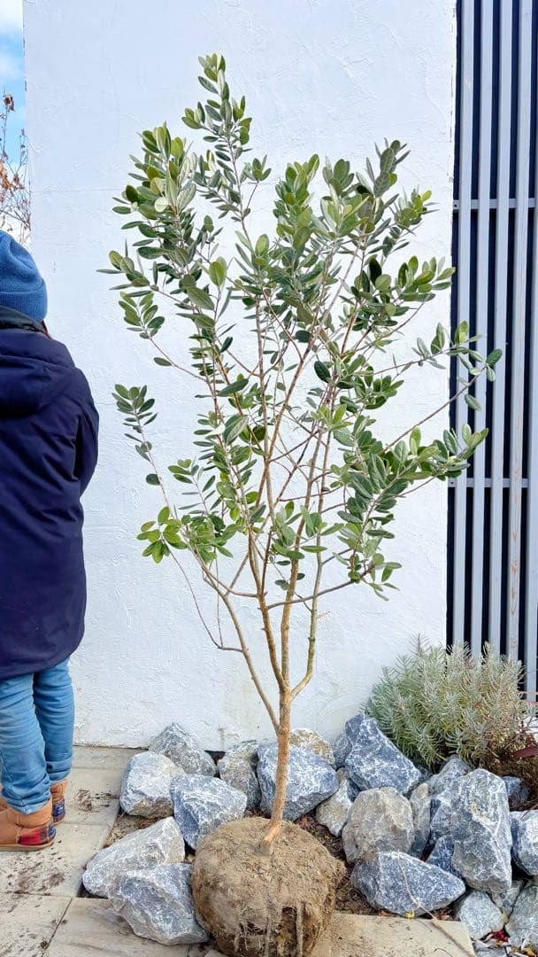 超美形。仕立てフェイジョア1.8M(鉢底から)品番B