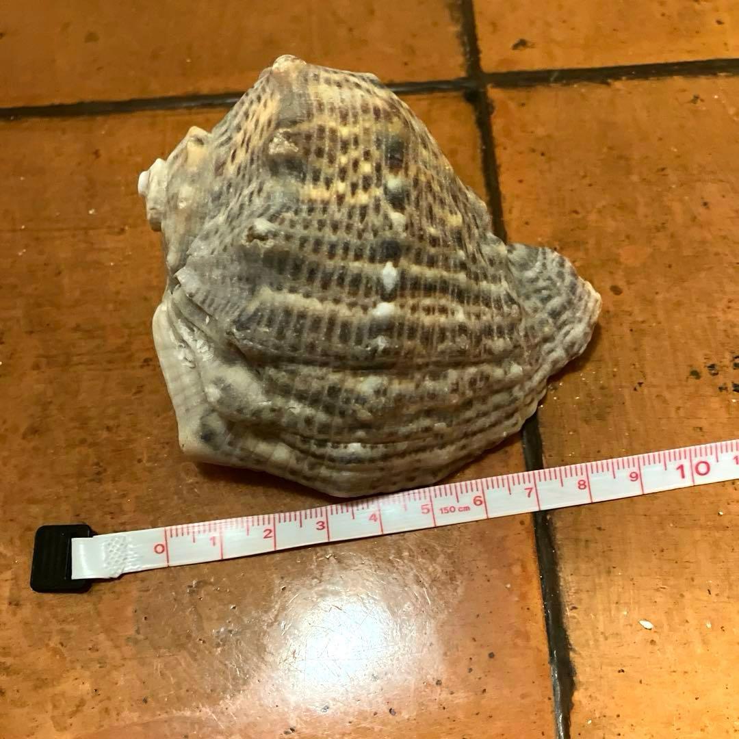 ✨貝殻セット✨　シェル　アソート　インテリア雑貨