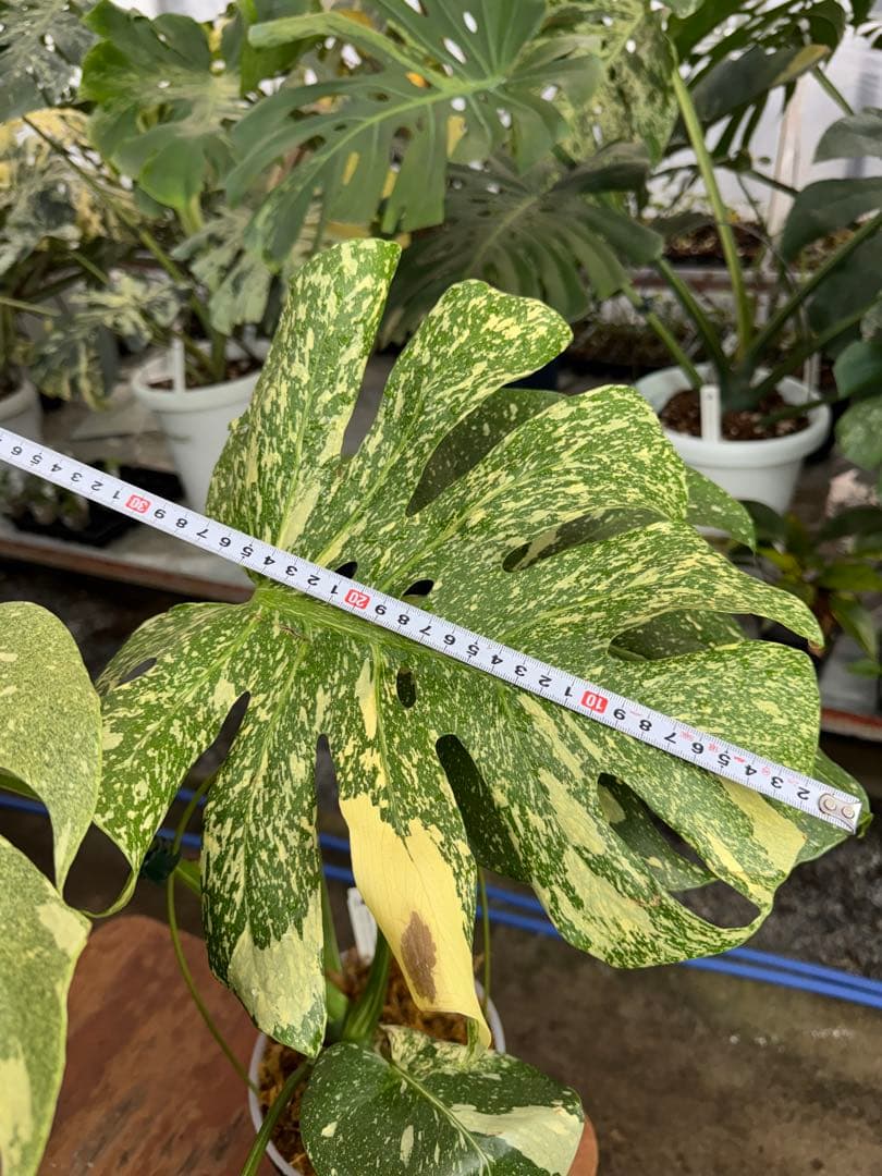 k*u様 9モンステラ　タイコンステレーション　スターライト