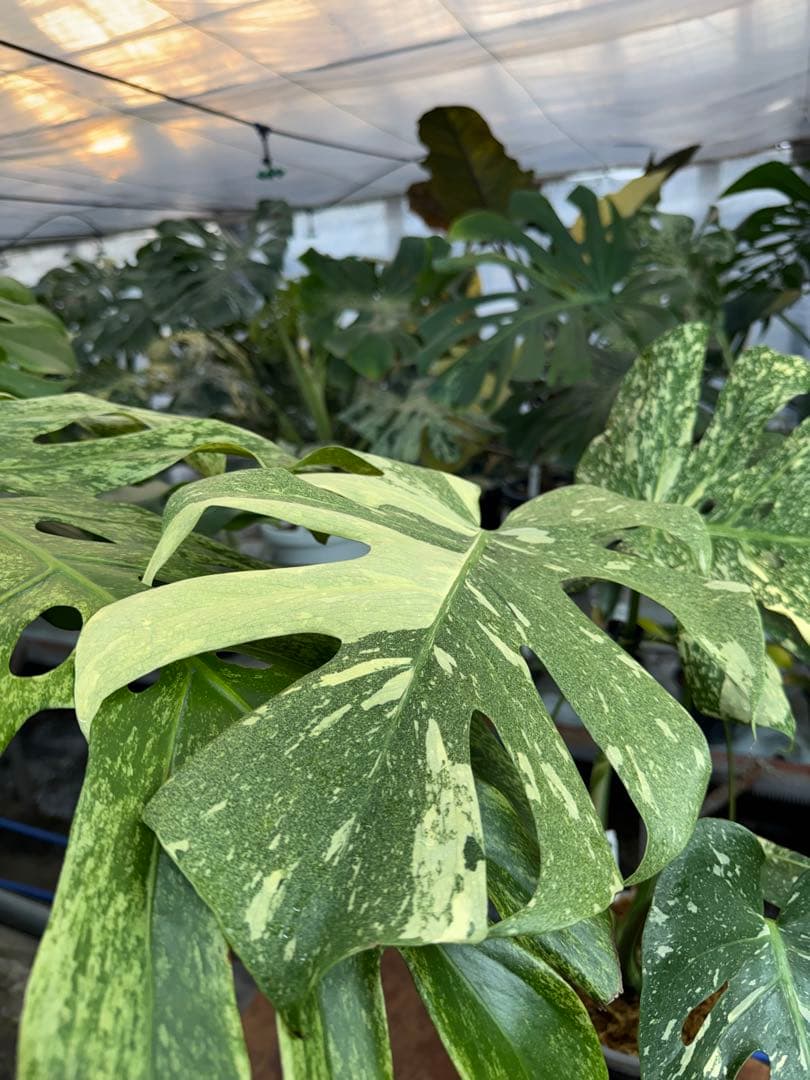 k*u様 9モンステラ　タイコンステレーション　スターライト