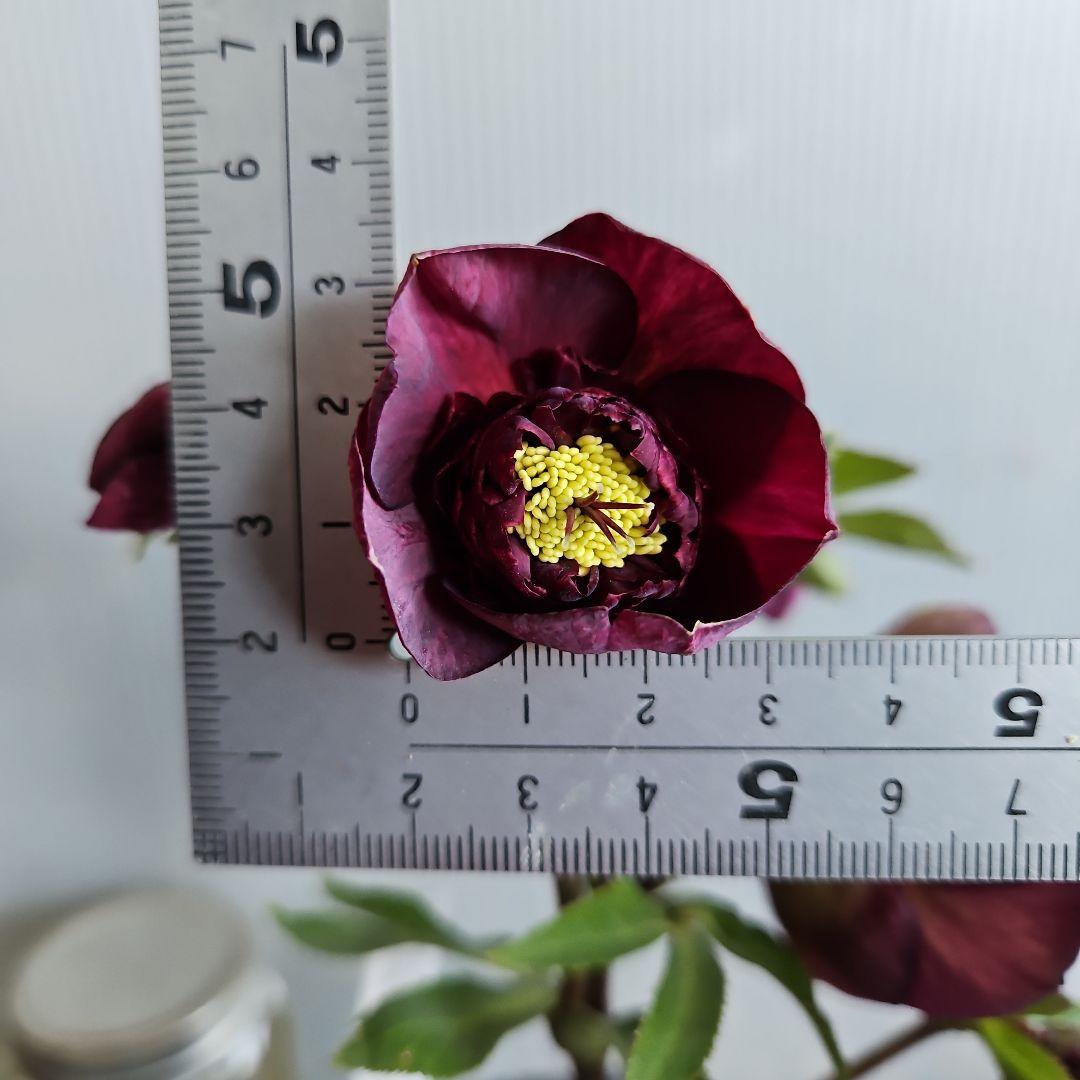 ㉖-333クリスマスローズ