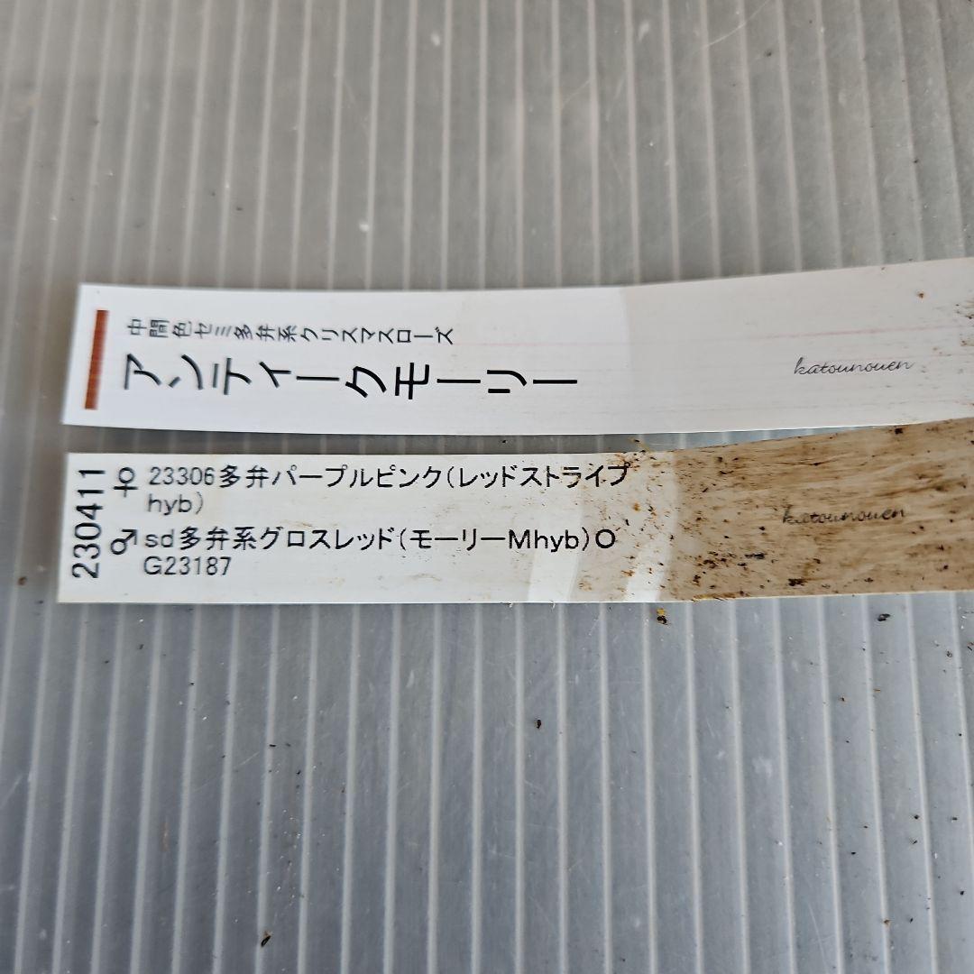 ㉖-333クリスマスローズ