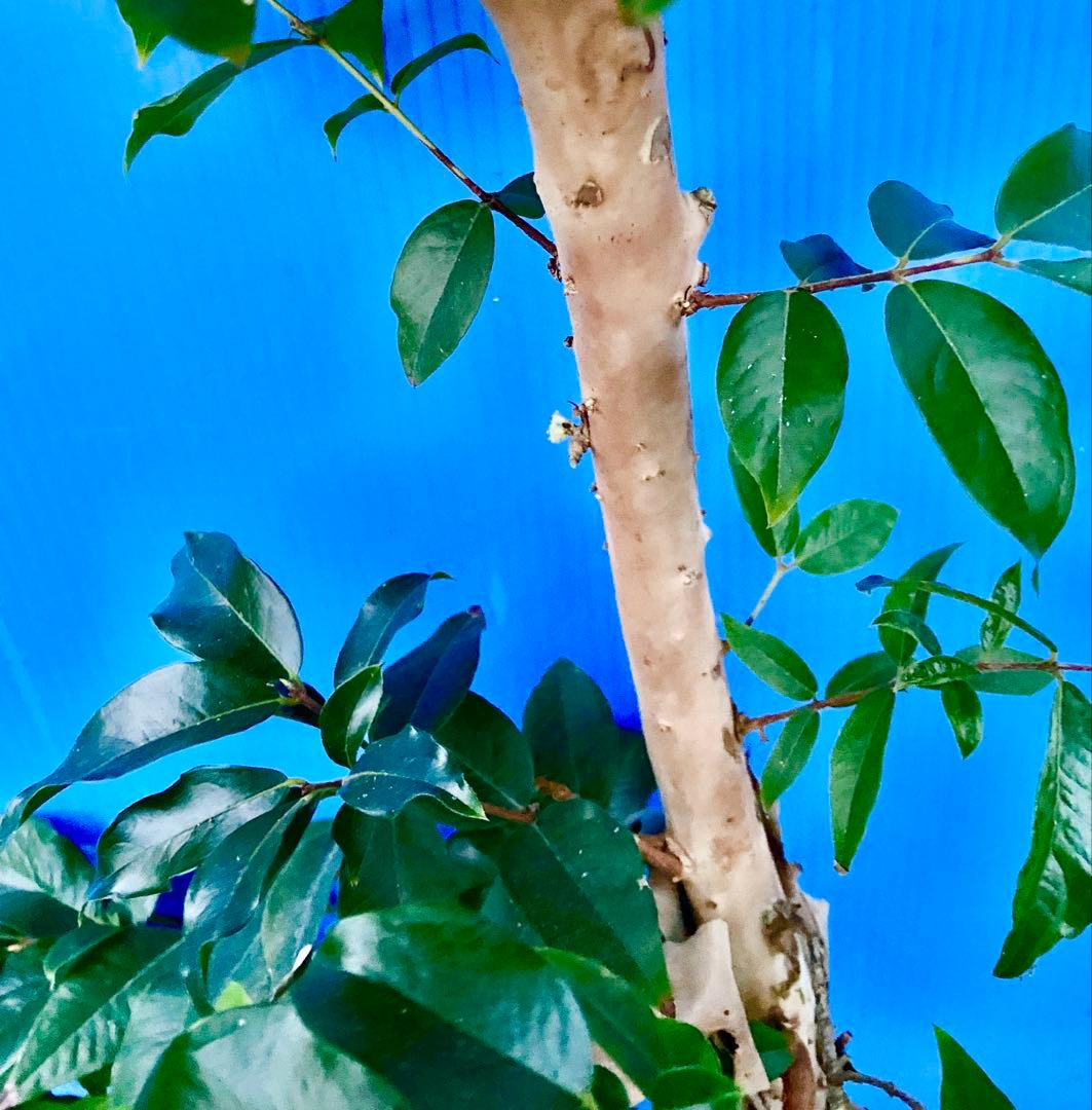 25ジャボチカバ　大葉系　耐寒性　四季成り